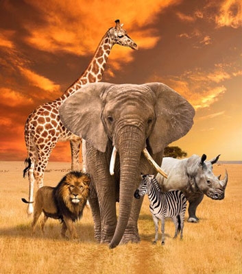 African Animals category