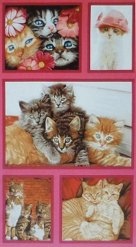 Cat Crazy Fabric Panel