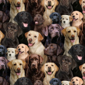 Labradors Dogs Puppies Quilting Fabric