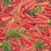 Garden Carrots Design Vegetable Veggies Vege Quilting Fabric