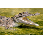 Crocodile Reptile Australian Wildlife Quilt Fabric Panel
