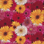 Colourful Gerberas Flower Market Quilting Fabric