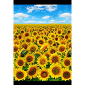 Sunflowers Blue Sky Landscape Flowers Quilting Fabric Panel 55cm x 112cm