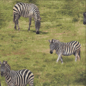 Zebras African Safari Green Savannah Quilting Fabric
