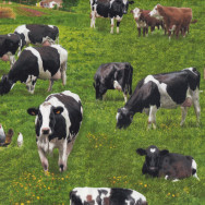 Cows on Grass Farm Animal Country Barn Brown Black Quilting Fabric