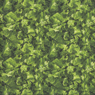 Kale Vegetable Veggie Kitchen Quilting Fabric