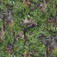 Playful Sloths Hanging From Green Trees Wildlife Quilting Fabric
