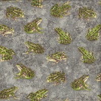 Green Frogs with Brown Spots on Grey Wildlife Animal Quilting Fabric