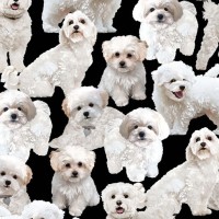 Maltese Dogs Quilting Fabric